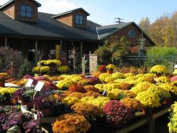 Maria Gardens Center Quality Plants Landscape Supply Landscape Materials Nursery Garden Center Landscaping Supplies Garden Center Plants