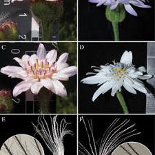 Image result for Tragia grandistipularis