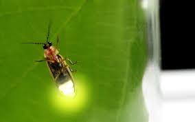 Bioluminescence 101 Fireflies In A Jar Firefly Summertime Fun
