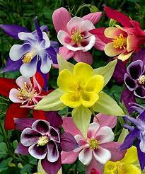 Pin On Garden Hints