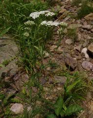 Image result for Pleiotaxis fulva