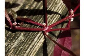 Image result for Alternanthera sessilis