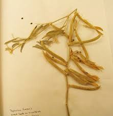 Image result for Tephrosia linearis