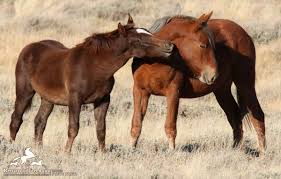 Hold Your Horses Fate Of The West S Mustangs Still Uncertain Horses Wild Horses Wild Horses Mustangs