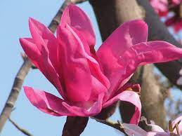 Magnolia Campbellii Darjeeeling Red Flowers Flower Bud Magnolia
