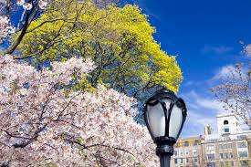 Maybe you would like to learn more about one of these? Central Park Springtime Scene New York City Photos Free Royalty Free Stock Photos From Dreamstime