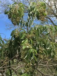 Image result for Ozoroa