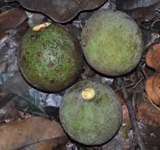 Image result for Anisophylleaceae