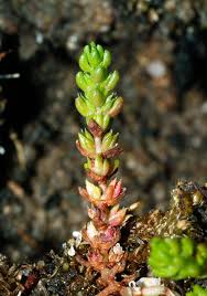 Image result for Crassula granvikii