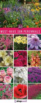 For plants that offer plenty of bang for the buck, perennials are the way to go. Pin By Sarah S On Gardening Tid Bits And Goods Sun Perennials Perennials Plants