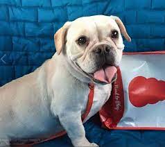 Although these two breeds may be similar, they are two different breeds and are. St Louis Mo French Bulldog Meet Blanche A Pet For Adoption