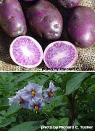 Potato Variety All Blue Tucker Farms Inc Gabriels Ny