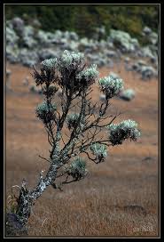 Rangkaian bunga mawar segar memang tampak indah dan juga harum saat baru dibeli di toko bunga, maupun ketika baru diterima. Bunga Edelweiss Dan Bunga Abadi Kertas Wamena Hope Useful