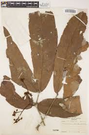 Image result for Gilbertiodendron dewevrei