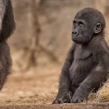 I Love Animals 3 Animals Baby Animals Pictures Animal Planet