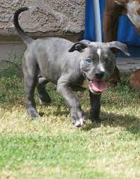 Pitbulltastic Pitbulltastic - Profile Pinterest