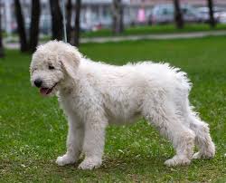 Image result for Komondor