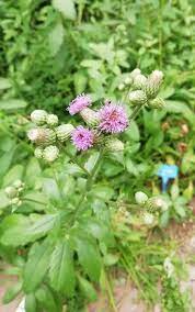 蓟 cirsium japonicum fisch ex dc 菊科蓟属的植物 生长于海拔400米至2 100米的地区 一般生于荒地 草地 山坡林中 路旁 灌丛中 田间 林缘及溪旁 有人工栽培作药用 花语是谨慎 严谨 稳重 默默的爱 plants