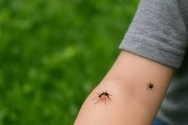 Image result for mosquito bite