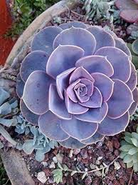 Echeveria Perle Von Nurnberg Succulents Network Planting Succulents Purple Succulents Plants