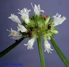 Image result for Spermacoce kirkii