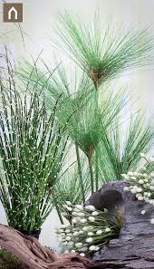 Graser Special Entdecke Unsere Graservielfalt Seegras Zebragras Ziergras Kreiere Eine Dauerhafte Sommerliche Dekolandscha Graser Pflanzen Pflanzen Gras