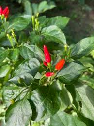 Image result for Capsicum frutescens