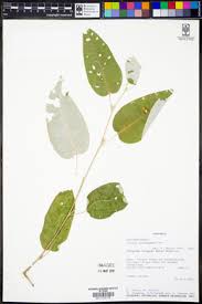Image result for Croton dichogamus