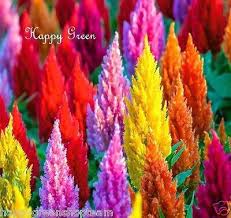 Plumed Cockscomb Tall Mix 800 Seeds Celosia Argentea Plumosa Flower In 2020 Celosia Flower Flowers Seeds