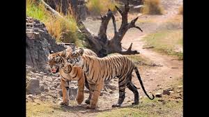 In a bid to spread awareness on its conservation, july 29 is celebrated as international tiger day every year. International Tiger Day Youtube