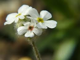 Image result for Phyllanthus microdendron