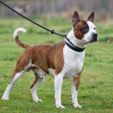 After the introduction of legislation criminalising dogfighting in 1835 and again in 1911, the stafford was more commonly kept as. Staffordshire Bull Terrier Dog Breed Everything About Staffies