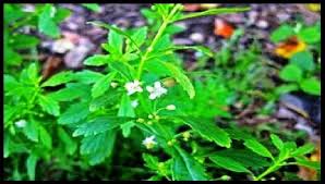 Image result for Scoparia dulcis