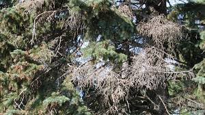 Affectionately named the champion tree or king tree, there is a ancient cedar in idaho that is is over 3,000 years old. What S Wrong With My Colorado Blue Spruce Tree University Of Maryland Extension