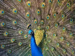 The mutation is executed only when the specified condition is true. Indian Peafowl Wikipedia
