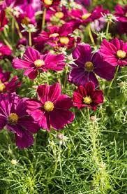 Cosmea Apollo Carmine Flowers Cosmos Plants
