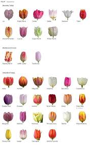 Quelques Exemples De Varietes De Tulipes Mana Vietne Tulipe Noms De Fleurs Fleur Jardin