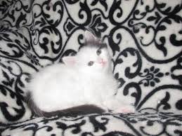 Free classified ads for free pets to good home and everything else in michigan. Female Turkish Van Turkish Van Kitten For Sale In Not Listed Michigan Cat Bright Classifieds