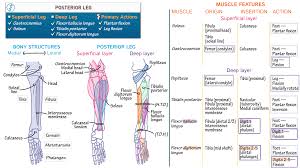 This guide to leg anatomy will give you a better understanding of bone and muscle composition. Posterior Leg Draw It To Know It