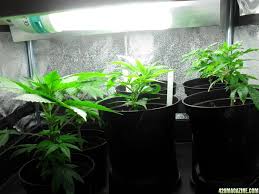 For example, 4 x 40w cfls (at 160 watts total) will usually get bigger yields than a cannabis plant grown under 1 x 200w cfl, even though the smaller. Growing Virgin Help Cfl Lights 420 Magazine