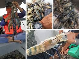 Memancing udang d kuala rompin trip pd 9/8/2020 assalamualaikum,salam sejahtera. Zaidi Masta Jenggo Sungai Rompin Umpan