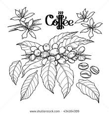From hillofbeans.ca or make your own. Graphic Coffee Set Isolated On White Background Vector Leaves Flowers And Beans Floral Decorations Coloring Boo Coffee Plant Coffee Watercolor Coffee Beans