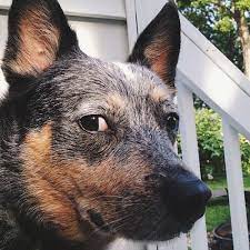 So nice to see one of our dogs on italian television (rete4). Australian Cattle Dog Italia Home Facebook