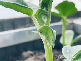 在BIDL的种豆日记- 知乎