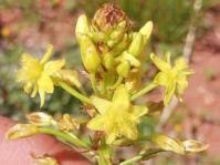 Image result for Bulbine capitata