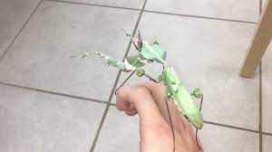 Night creatures and the phantom of the opera , disc 3: Giant Devil Mantis Idolomantis Diabolica Youtube