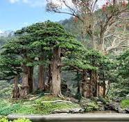 Mixed Bonsai Forests & Other Wonders – Stone Lantern