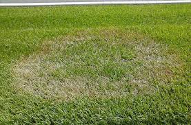 Bioadvanced Fungus Control For Lawns Temperature Brown Patch Wikipedia