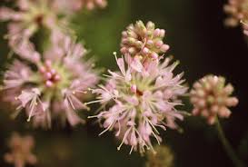 Image result for Sphaeropsis tumefaciens oleander symptoms