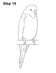 Draw Budgie Parakeet Blue Color 15 Bird Drawings Bird Art Parakeet Art They've always been one of our favorite pets. draw budgie parakeet blue color 15